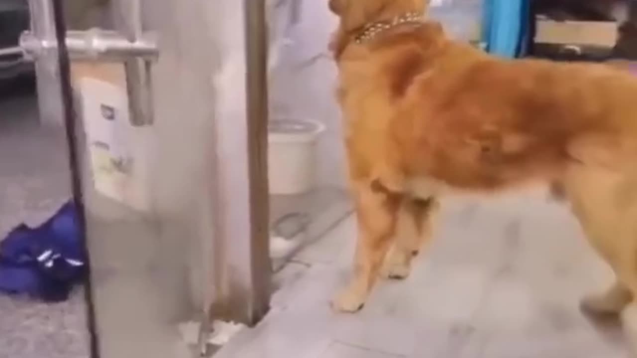 Funny#animal#video#2023