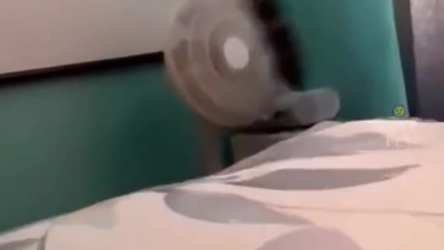 adorable cats funny video , animal funny