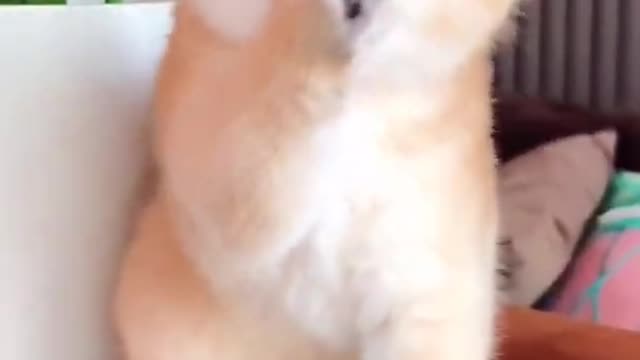 Cute cat