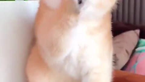 Cute cat