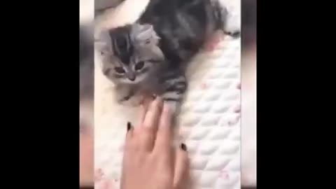 Funny 🐈 Cats and 🐕 Dog Home/ Funniest Animals_ Best Of The 2021 Funny Animals Videos. #15.