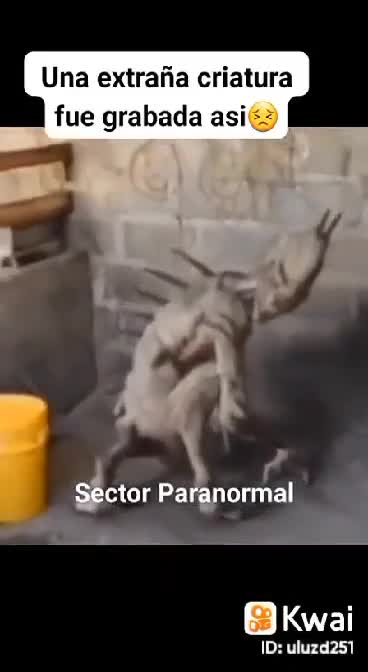 A STRANGE UFO-SPECIFIED CREATURE WAS CAPTURED ALIVE AND THIS