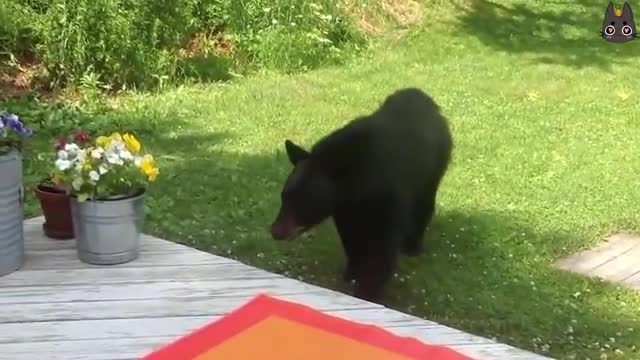 Cats vs Wild Animals ! ( A compilation)