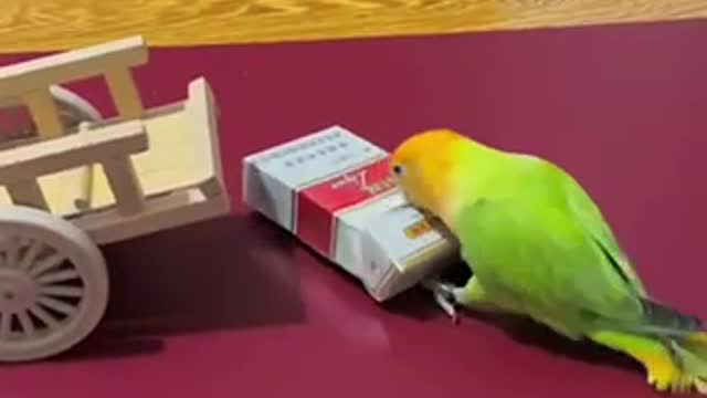 The smartest parrot in the world, worth keeping at home