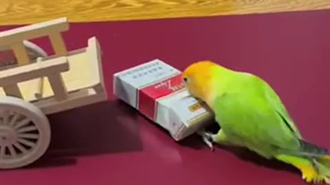 The smartest parrot in the world, worth keeping at home