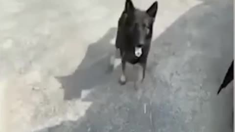 Funny Dogs Video