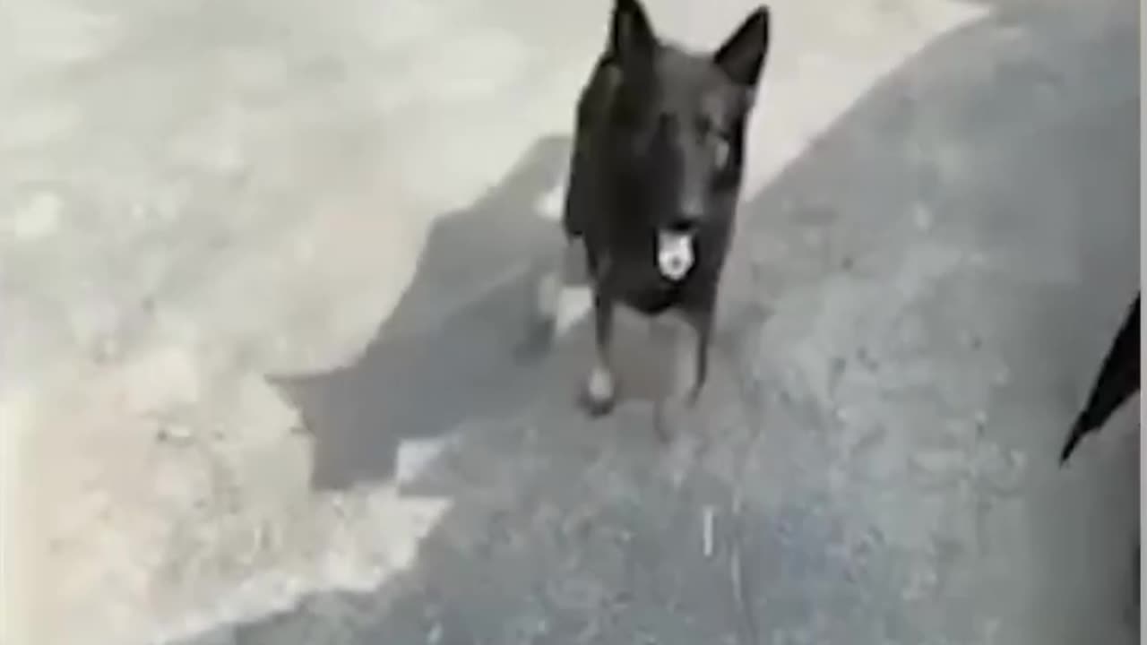 Funny Dogs Video