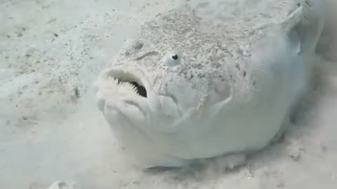 Rare Animal from Around The World