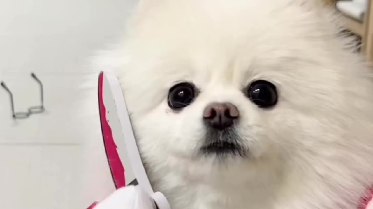 Cute little white Dog, @dog #dog #Dogandcats #catvideo #pets #dogvideo #lovewithdog #petvideo