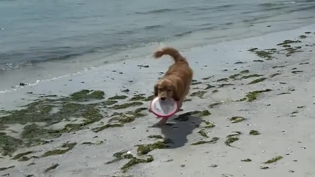 Dog Plays With Owner and Catches Frisbee in his Mouth