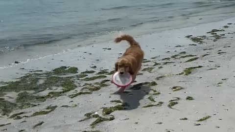 Dog Plays With Owner and Catches Frisbee in his Mouth