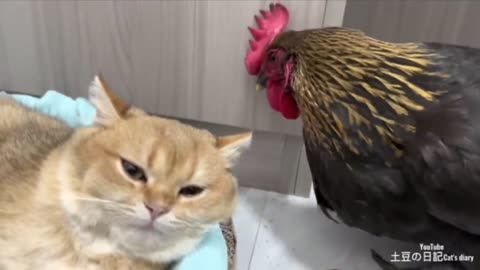 hens with a cats