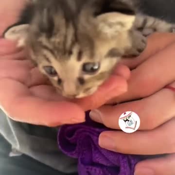 OMG, Cuteness Overloaded! Super Cuteness Kitty Cats Shorts Videos 😺