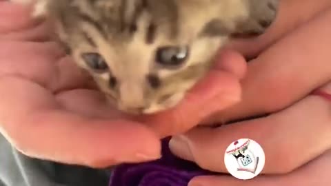 OMG, Cuteness Overloaded! Super Cuteness Kitty Cats Shorts Videos 😺