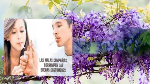 LAS MALAS COMPAÑIAS CORROMPEN LAS BUENAS.... - Devocional