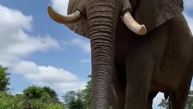 The elephant