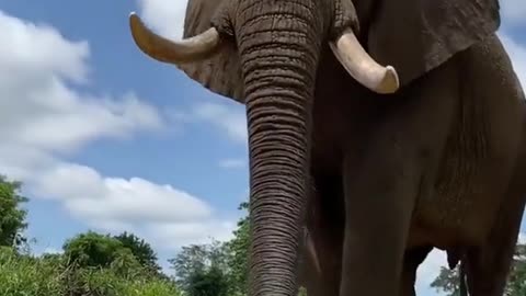 The elephant