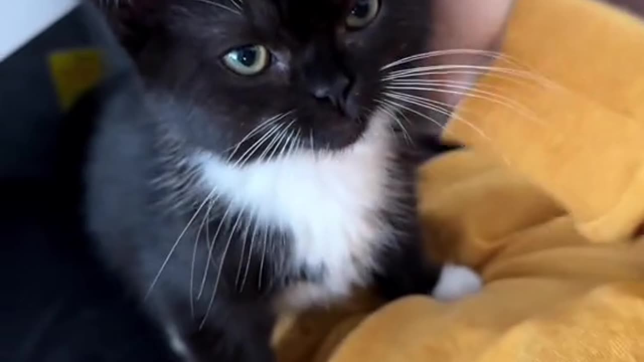 CUTEST CATS VIDEOS😻😸😻😸