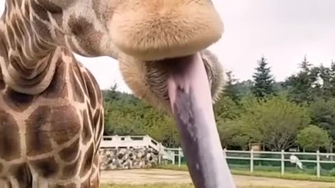 Cat, giraffe and more Animals funny videos