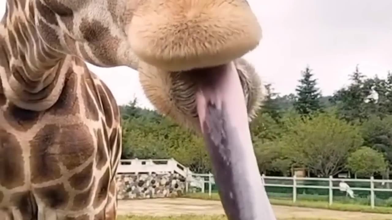 Cat, giraffe and more Animals funny videos