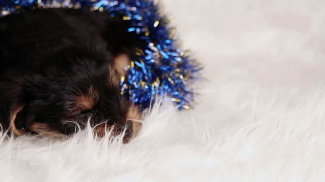 puppy Yorkshire terrier in studio close-up