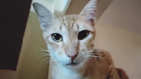 Cats cute