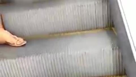 Funny husky puppy and funny dog videos