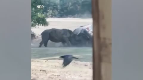 Angry animals funny video 😂