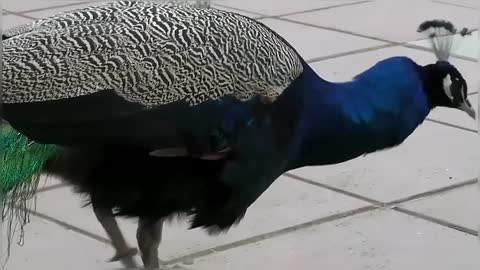 Peacock Dance Display