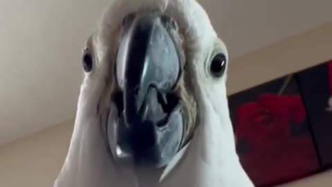 Funny parrot |cockatiel parrot | Funny birds | Funny animals