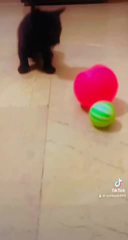 Baby kitten play Funtime playtime lovely baby