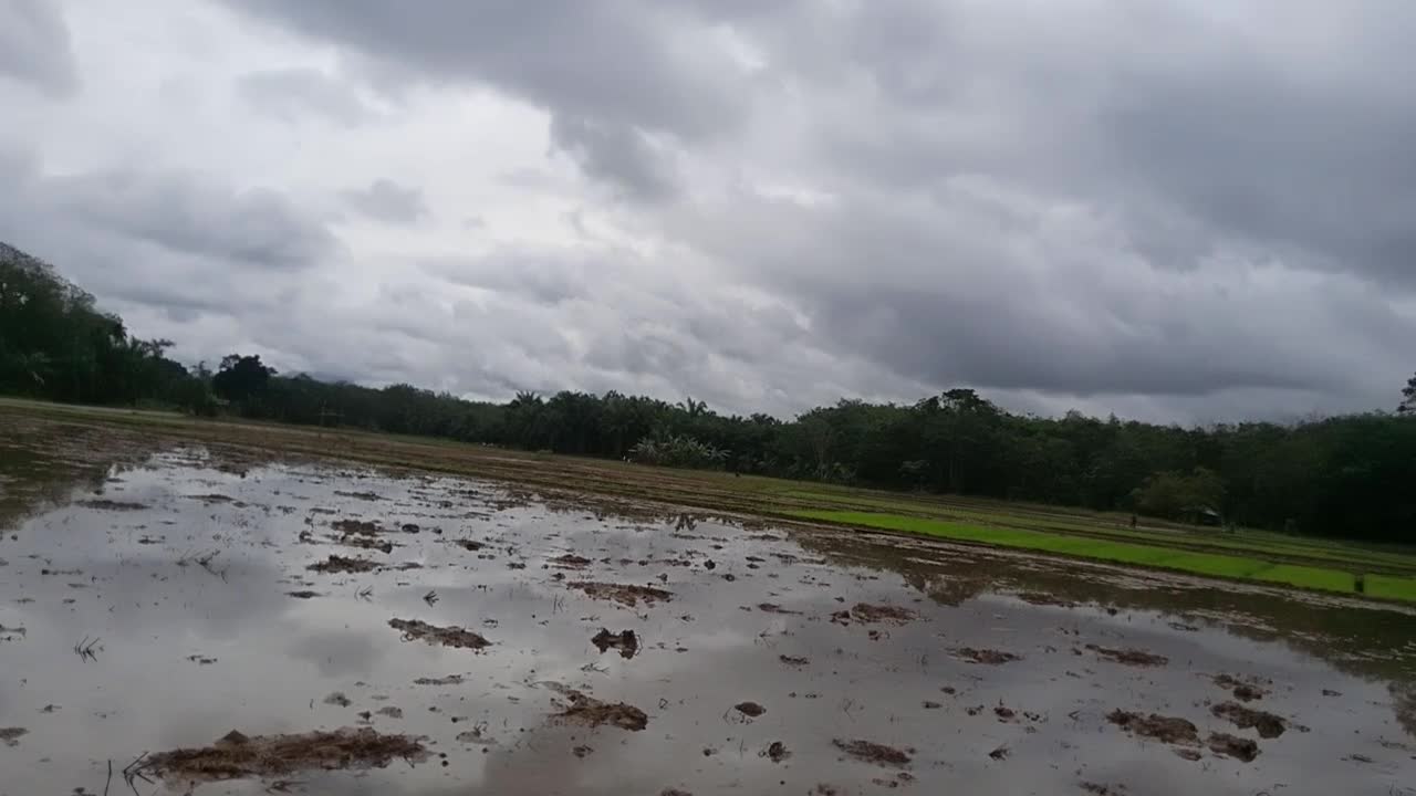 rice field activities