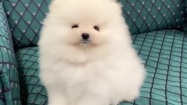 The fluffiest of fluff balls!! 😍🐶