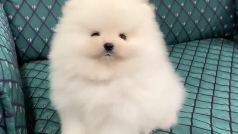 The fluffiest of fluff balls!! 😍🐶