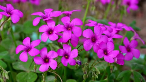 Purple flowers