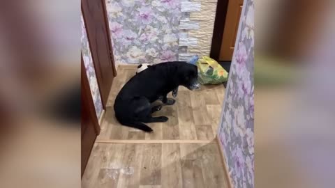 Funny Cats & Dogs Videos | Funny video