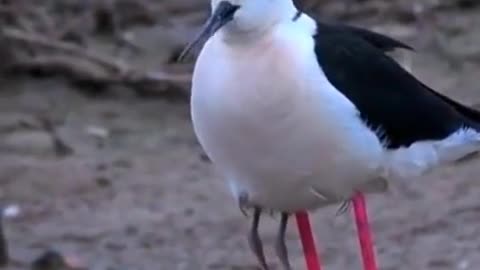 How to get a new one 🕜🕐to be a girl to