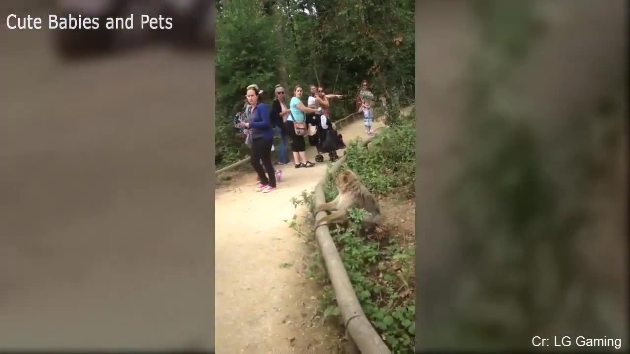 Funny moments of Animals Chasing and Scaring People🤣🤣