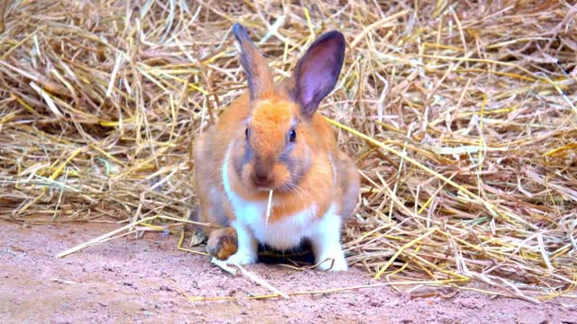 Adorable Bunnies