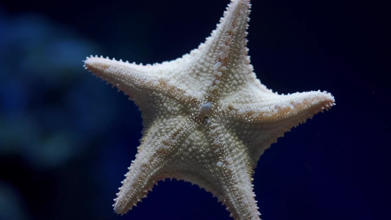 Starfish Regeneration.