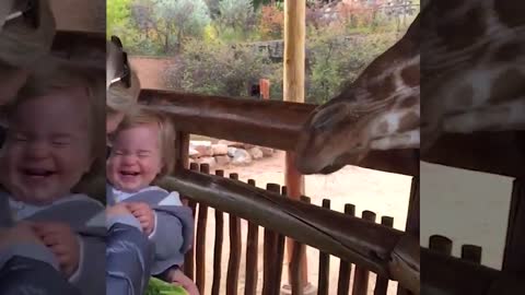 Funny Animal Vs babies video