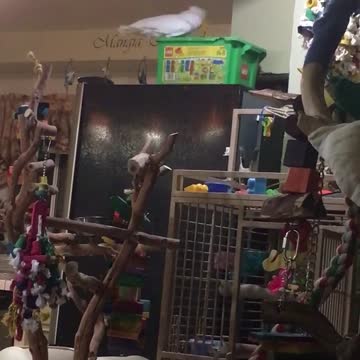 Cockatoo hurls toys all across kitchen floor