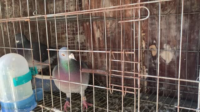 I will teach you some essential knowledge about raising pigeons