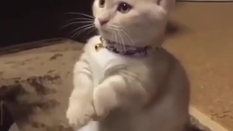 Cute Dancing Cat #shorts #viral #shortsvideo #video