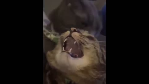 😂 Funniest Cats and Dogs Videos 😺🐶 || 🥰😹 Hilarious Animal Compilation