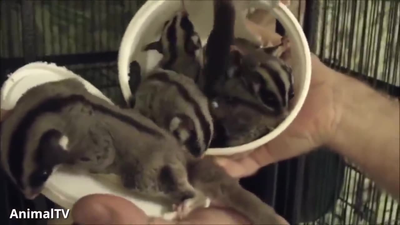 SUGAR GLIDERS Flying - Funny & Cute Compilation