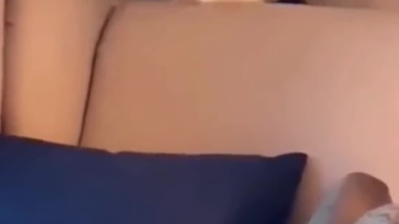 Funny cats