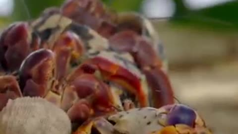 How do crabs swap shells? | trending|