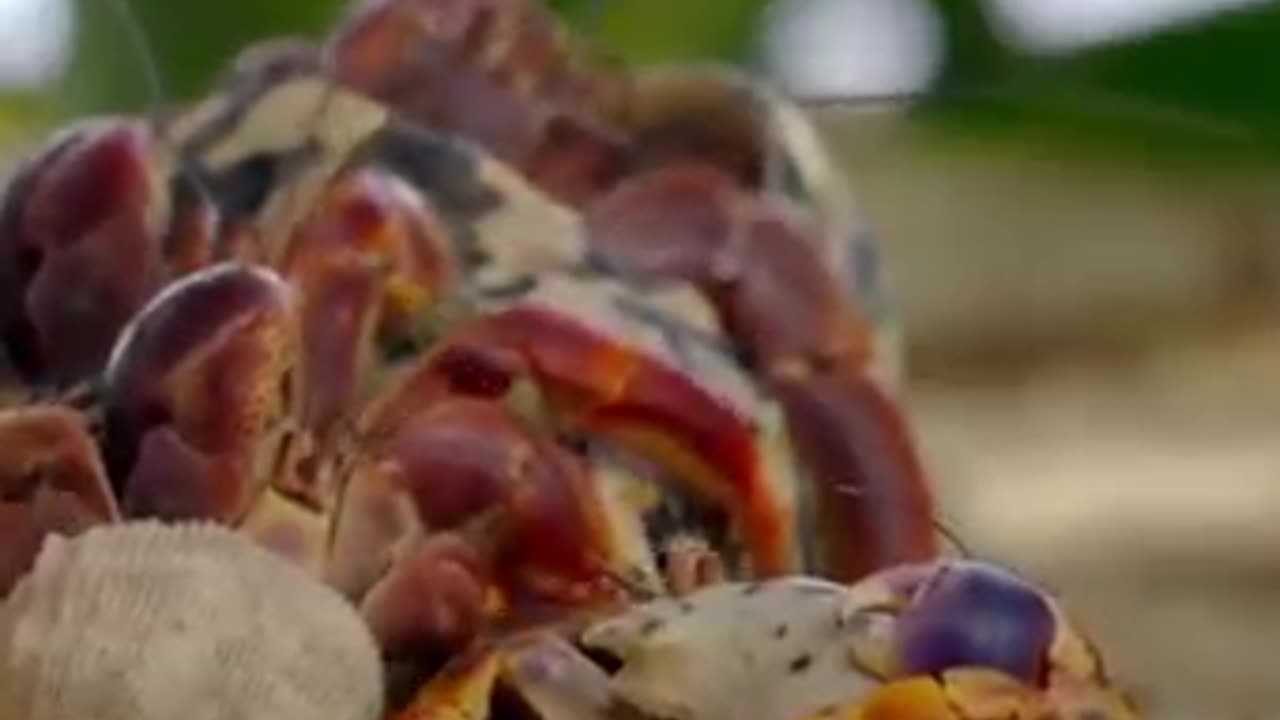 How do crabs swap shells? | trending|