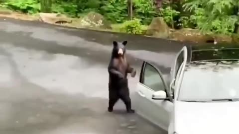 Funny animal 😂, funny animal dancing 😂